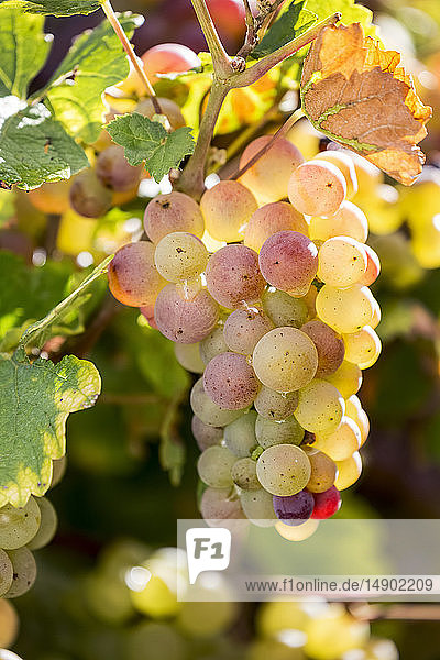 Nahaufnahme einer Traube mehrfarbiger weißer Weintrauben  die an einer Rebe mit bunten Blättern hängen  südlich von Trier; Deutschland