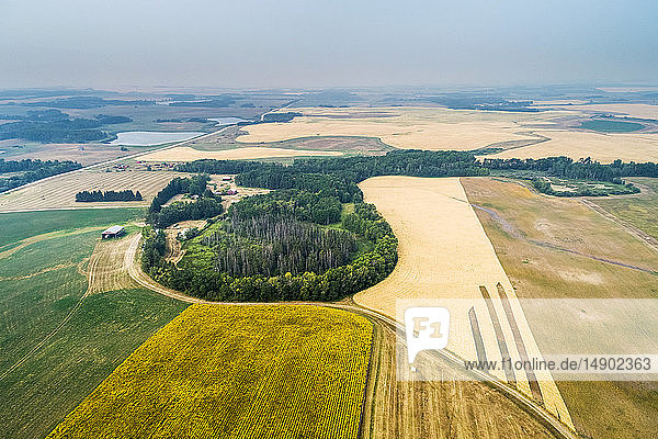 Luftaufnahme eines Flickenteppichs verschiedener Kulturen auf einem Feld  darunter blühende Sonnenblumen und goldene Körner  mit einigen bewaldeten Flächen; Erickson  Manitoba  Kanada