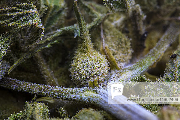 Extreme Nahaufnahme einer gehärteten Cannabissamenschote  eines Zweigs und einer Blüte mit sichtbaren Trichomen  die in Ruhe eine humanoide Figur bilden; Marina  Kalifornien  Vereinigte Staaten von Amerika