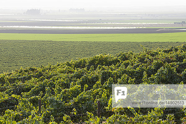 Weinreben (Vitis) auf einem Hügel mit Nebel über den Feldern in der Ferne; Gonzales  Kalifornien  Vereinigte Staaten von Amerika