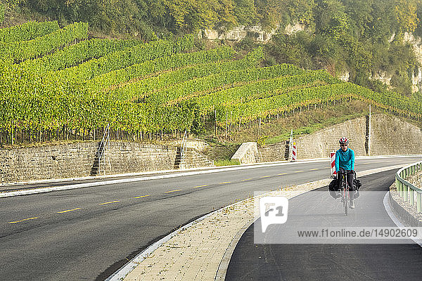 Female cyclist along a pathway with rolling hillside vineyards and mist in the river valley  North of Remich; Luxembourg