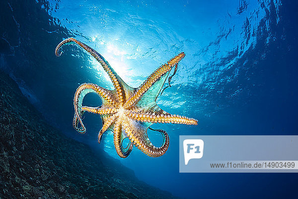 Eintagskrake (Octopus cyanea) in der Mitte des Wassers; Hawaii  Vereinigte Staaten von Amerika