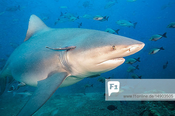 Bullenhai (Carcharhinus leucas)  diese Art ist für ihre Fähigkeit bekannt  im Süßwasser zu überleben  wo sie ihre Jungen zur Welt bringt  Beqa Lagoon; Fidschi