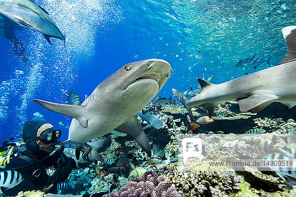 Whitetip reef sharks (Triaenodon obesus) and various reef fish crowd the top of a Fijian reef during a shark feeding in Beqa Lagoon; Fiji