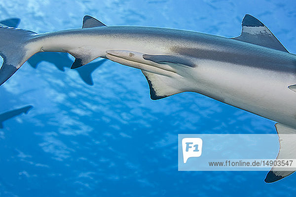 Ein genauer Blick auf die Schnapper eines männlichen Schwarzspitzen-Riffhais (Carcharhinus melanopterus); Yap  Mikronesien