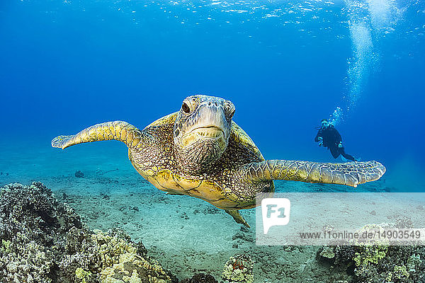 Grüne Meeresschildkröte (Chelonia Midas) und Taucher; Hawaii  Vereinigte Staaten von Amerika