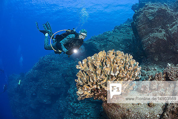A large stand of Antler coral (Pocillopora eydouxi) and divers on a wall dive off Kaumalapau Harbor; Lanai  Hawaii  United States of America