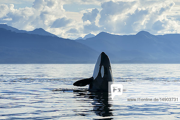 Ein Orca (Orcinus orca)  auch bekannt als Schwertwal  beim Spyhopping  um sich einen Überblick über seine Umgebung zu verschaffen  Chatham Strait  Inside Passage  Südost-Alaska; Alaska  Vereinigte Staaten von Amerika
