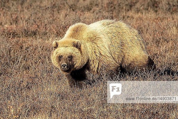Grizzlybär (Ursus arctos)  der im braunen Gras spazieren geht und in die Kamera schaut  Denali National Park and Preserve  Inneres Alaska; Alaska  Vereinigte Staaten von Amerika