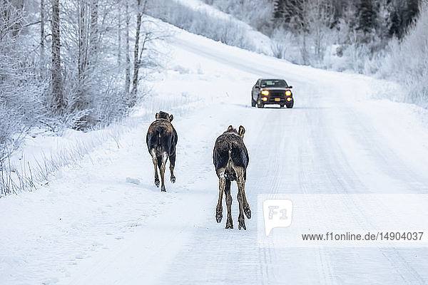 Eine Elchkuh (Alces alces) und ihr Kalb trotten im Winter auf der verschneiten Arctic Valley Road in Richtung eines Fahrzeugs  das sie ohne Bedenken passieren; Alaska  Vereinigte Staaten von Amerika