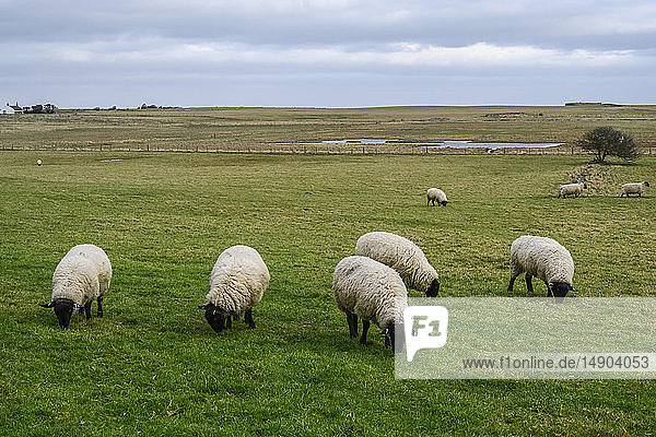 Schwarzgesichtige Schafe fressen Gras auf einem Feld; Holy Island  Northumberland  England
