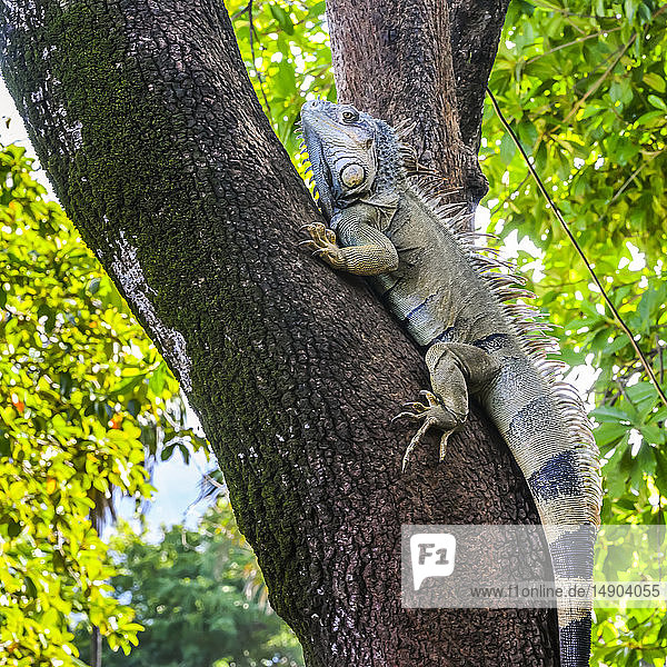 Auf einen Baum kletternder Leguan auf einer Leguanfarm  French Harbour; Roatan  Bay Islands Department  Honduras