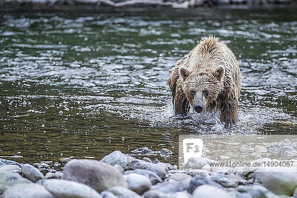 Grizzlybär (Ursus arctos horribilis) beim Fischen im Taku River; Atlin  British Columbia  Kanada