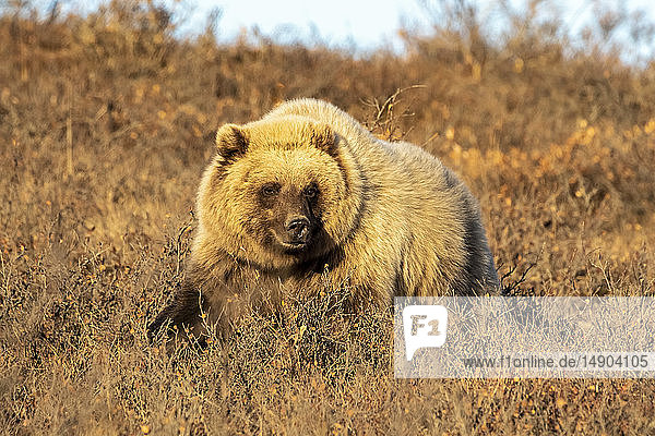 Grizzlybär (Ursus arctos)  der im braunen Gras spazieren geht und in die Kamera schaut  Denali National Park and Preserve  Inneres Alaska; Alaska  Vereinigte Staaten von Amerika