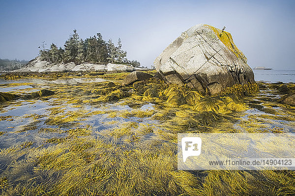 Steinkraut an der Atlantikküste  Bay of Fundy; Blanche  Nova Scotia  Kanada