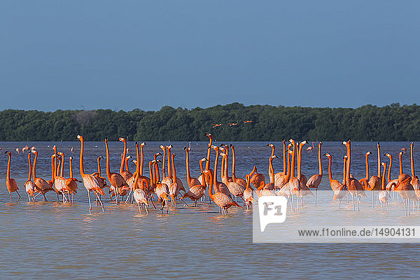 Amerikanische Flamingos (Phoenicopterus ruber) beim Waten im Wasser  Biosphärenreservat Celestun; Celestun  Yucatan  Mexiko