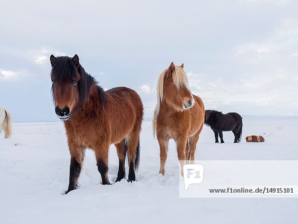 Islandpferd im frischen Schnee in Island. Es ist die traditionelle Rasse für Eisland und geht auf die Pferde der alten Wikinger zurück. Europa  Nordeuropa  Island.