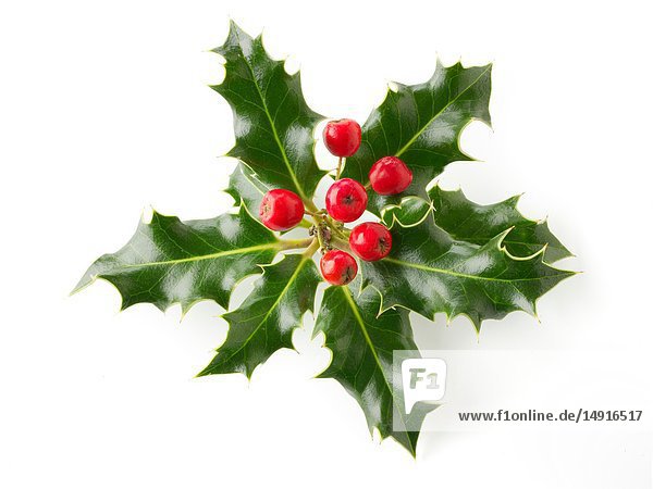 Fresh Holly leaves with red berries against a white background - Ilex aquifolium.