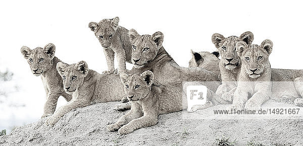 Löwenbabys  Panthera leo  liegen zusammen auf einem Termitenhügel und schauen aus dem Rahmen