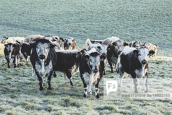 Herde englischer Longhorn-Kühe steht auf einer Weide und schaut in die Kamera.