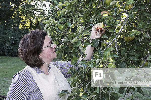 Woman wearing apron and glasses picking red and green apple from a tree.