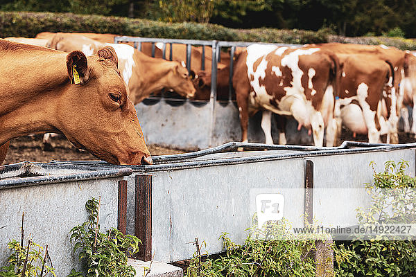 Herde scheckig-rot-weißer Guernsey-Kühe auf einer Weide  die aus einem Metalltrog fressen.