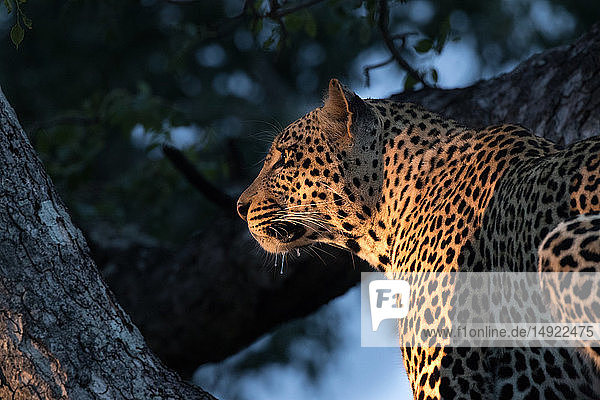 Ein Leopard  Panthera pardus  sitzt in einem Baum in der Abendsonne