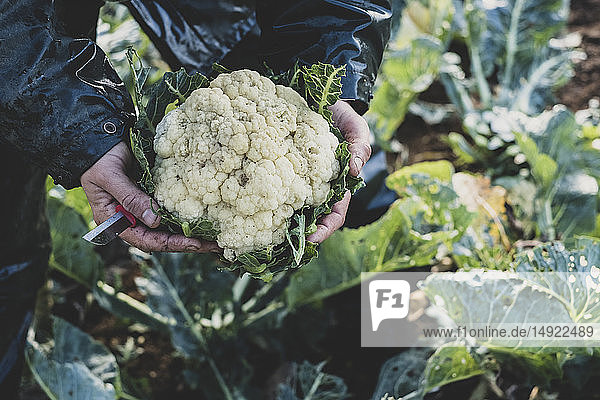High angle close up of person holding freshly harvested cauliflower.
