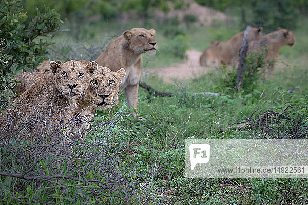 Ein Löwenrudel  Panthera leo  sitzt bei der Jagd im grünen Gras zusammen und schaut auf