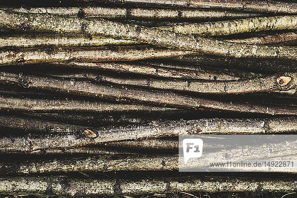 Hochwinkel-Nahaufnahme eines Bündels von Holzpfählen  die beim traditionellen Heckenbau verwendet werden.