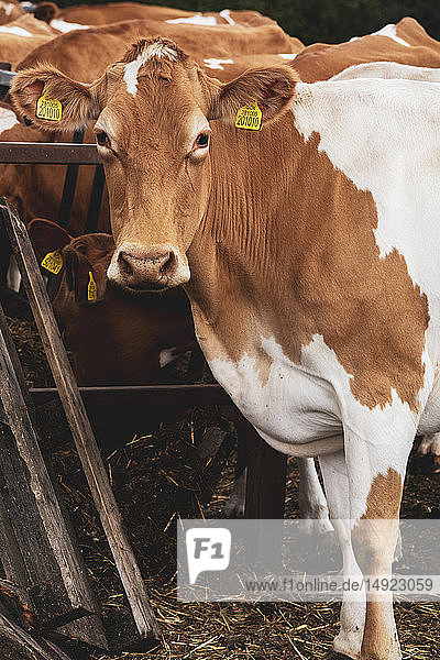 Piebald rot-weiße Guernsey-Kuh auf einem Bauernhof  in die Kamera blickend.