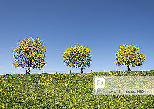Frühlingslandschaft mit drei Bäumen