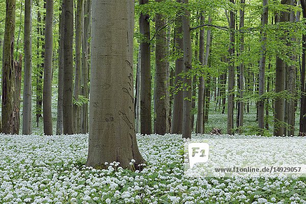 Ramsons (Allium ursinum) in beech (fagus sylvatica) forest  spring with lush green foliage. Hainich National Park  Thuringia  Germany.