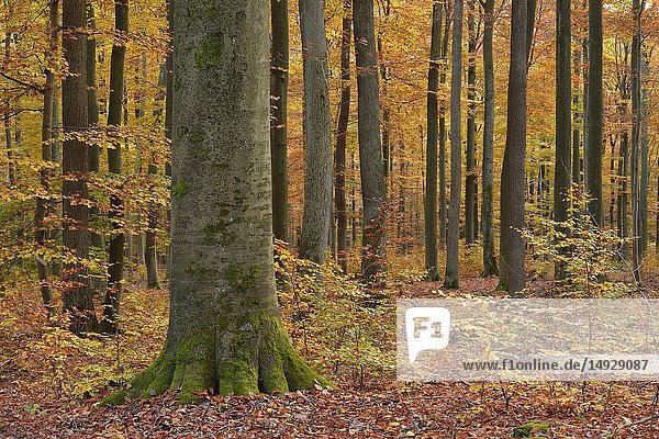 Forest in autumn colours. Spessart  Bavaria  Germany.
