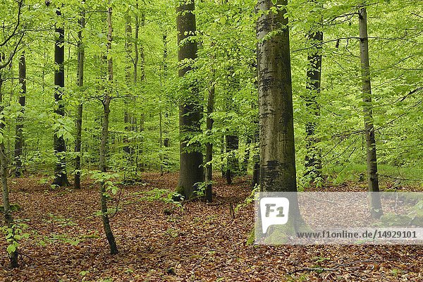 Vital green forest in spring. Bavaria  Steigerwald  Germany.