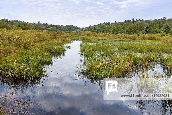 A water channel in a beaver pond  Greater Sudbury  Ontario  Canada.