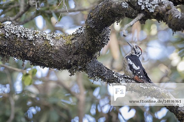 Himalayan Woodpecker (Dendrocopos himalayensis)  male perched on branch. Pangot. Nainital district. Uttarakhand. India.