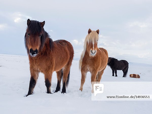 Icelandic Horse in fresh snow in Iceland. It is the traditional breed for Icealnd and traces its origin back to the horses of the old vikings. Europe  Northern Europe  Iceland.