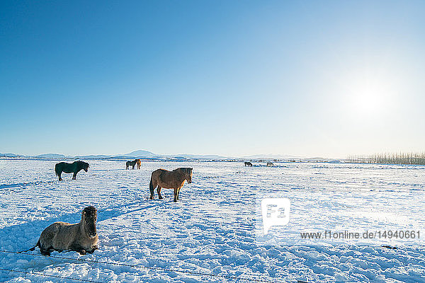 Pferde auf Schnee