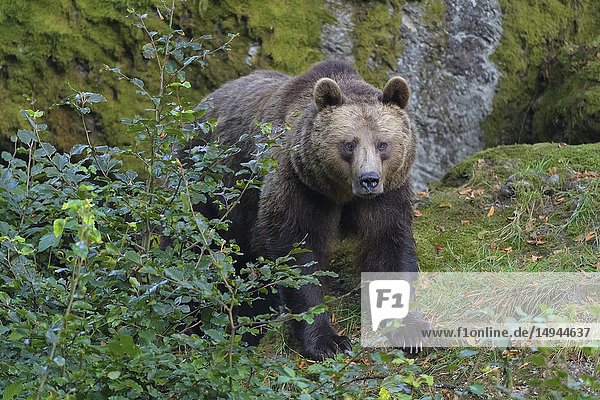 Brown bear  Ursus arctos  Germany.
