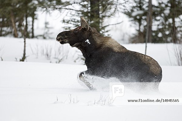 Moose / Elch ( Alces alces ) in winter,  young bull,  shed antlers,  running,  fleeing through deep snow,  Yellowstone National Park,  Wyoming,  USA..