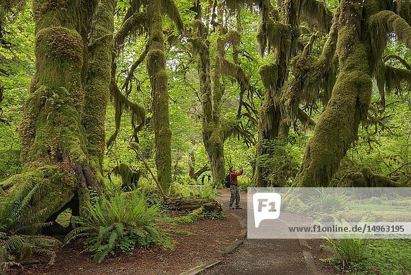Hall of Mosses Trail  Hoh Rainforest  Olympic National Park  Washington.