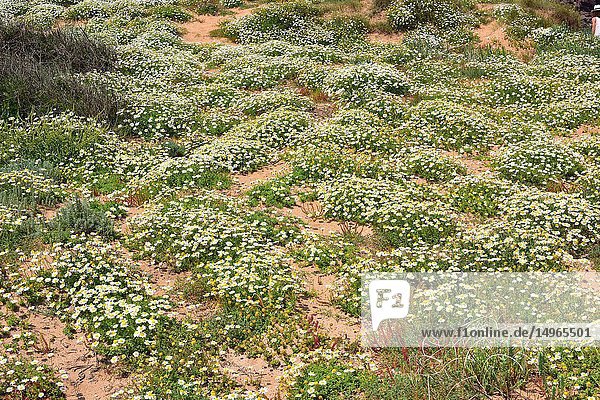 Seaside chamomile (Anthemis maritima) is a perennial herb native to western Mediterranean Basin. This photo was taken in Cala Pregonda  Menorca  Balearic Islands  Spain.