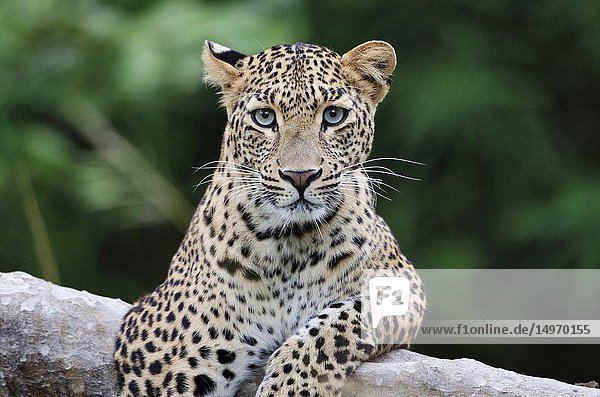 Indian leopard  Panthera pardus fusca  Tadoba Andhari Tiger Reserve  Maharashtra  India.