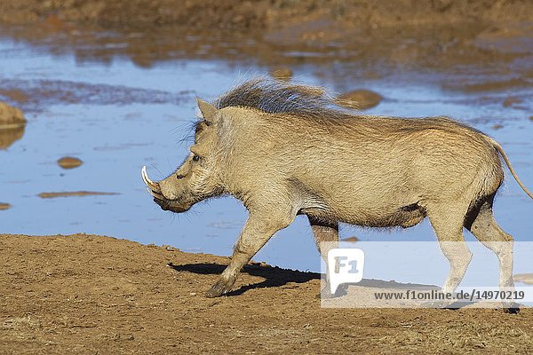 Common warthog (Phacochoerus africanus)  adult male  walking at a waterhole  Addo Elephant National Park  Eastern Cape  South Africa  Africa.