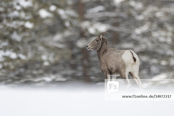 Rocky Mountain Bighorn Sheep ( Ovis canadensis )  in winter  female adult in snow  standing at the edge of a forest  Yellowstone  WY  USA..