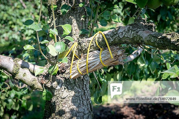 Bundle of sticks wrapped to fruit tree that is used as insect hotel  or shelter  for beneficial insects  Radom  Masovian Voivodeship  Poland.