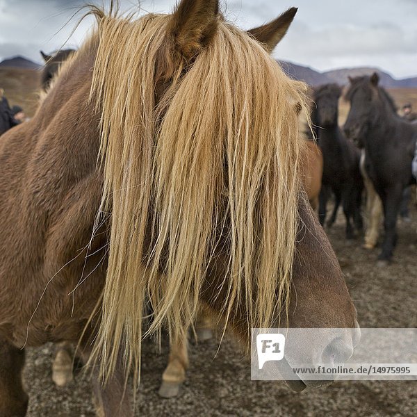 Horse gathering  Laufskalarett  Iceland