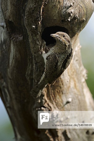 Eurasian Wryneck / Wendehals ( Jynx torquilla ) perched in front of its nesting hole in a tree trunk.