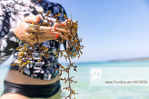 Frau mit einer Handvoll Seetang im Meer  Pagudpud  Ilocos Norte  Philippinen